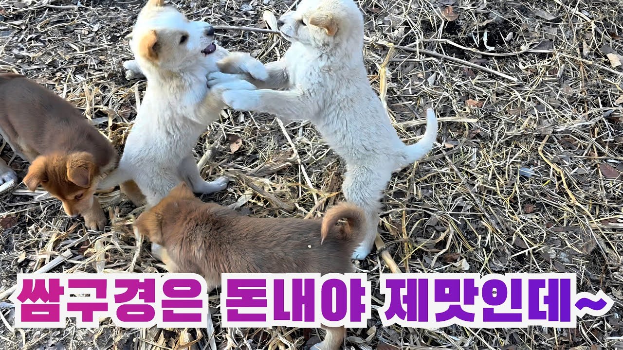 쌈구경은 돈내고 봐야 제맛인데 ~