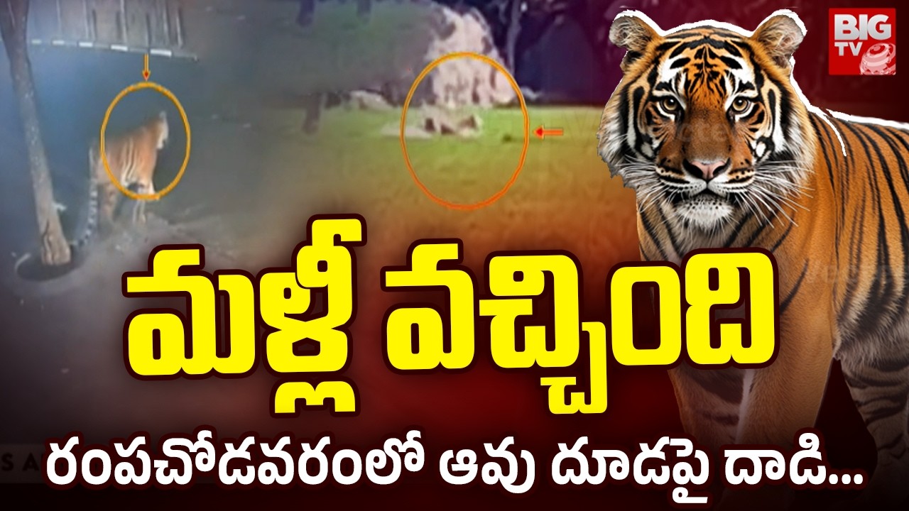 మళ్లీ వచ్చింది.. రంపచోడవరంలో ఆవు దూడపై దాడి.. | Tiger Attacks Little Cow | Rampachodavaram