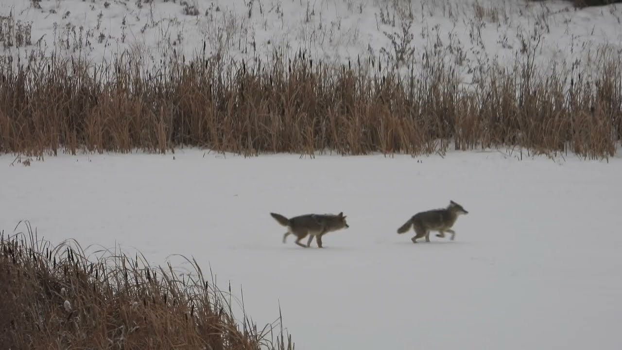 Afternoon Playtime During the First Snow | Baby Coyote Siblings at Play ❄️ (2025 December 13)