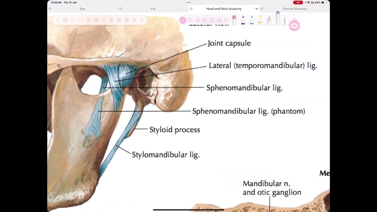 Temporomandibular joint - TMJ