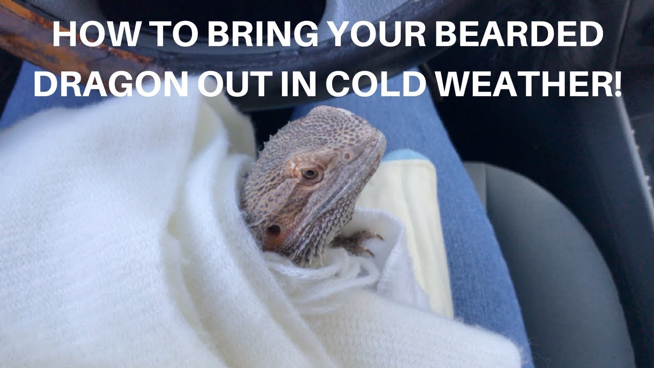 TAKING YOUR BEARDED DRAGON OUT IN COLD WEATHER + NEW FISH!