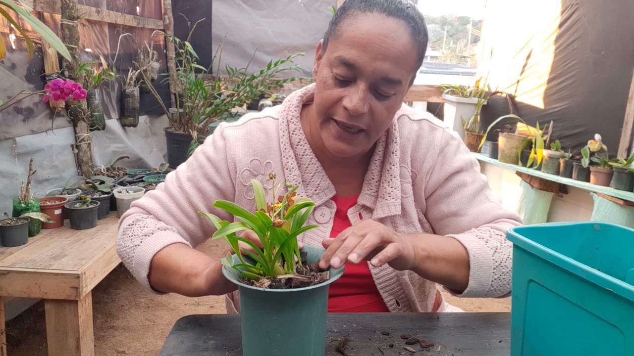 Olha como eu cultivo o meu oncidium croesus