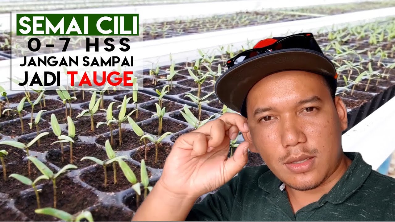 [ SEMAIAN CILI 1# ] Teknik semai benih cili | 22,400 biji 98% tumbuh