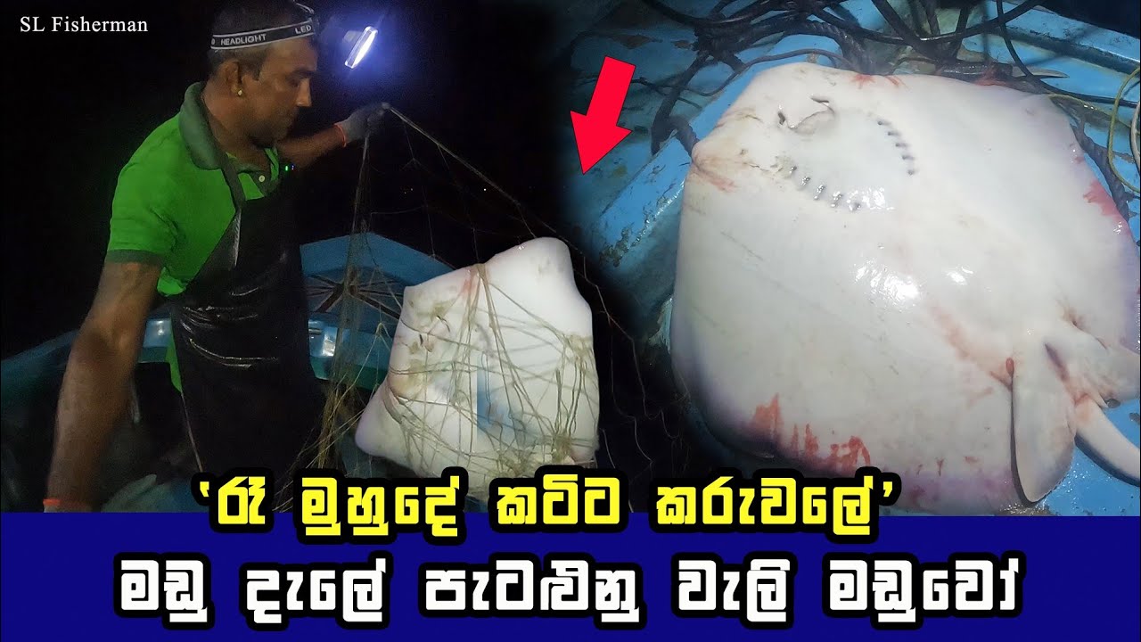 The Amazing Stingray Fish Catch | Sri Lankan Fishing | රෑ මුහුදේ මඩු දැල් රස්සාව