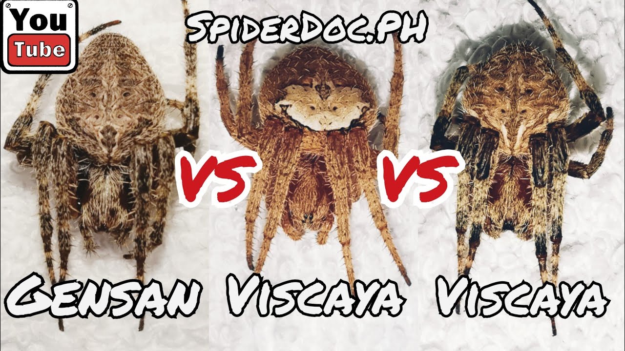 GENSAN vs VISCAYA vs VISCAYA. Lakas ng Loaded Pokemon Spider. Spider Fight! Subs Shoutout.