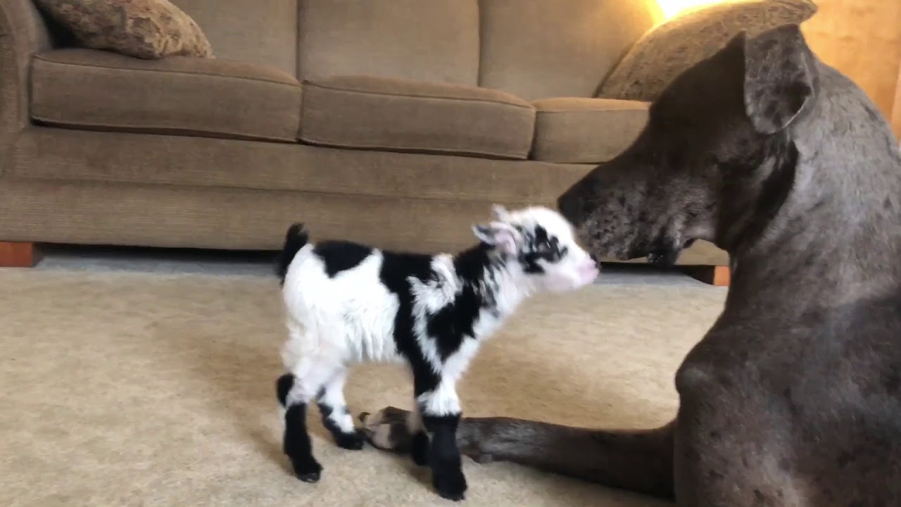 The cutest baby goat BOOP ❤️