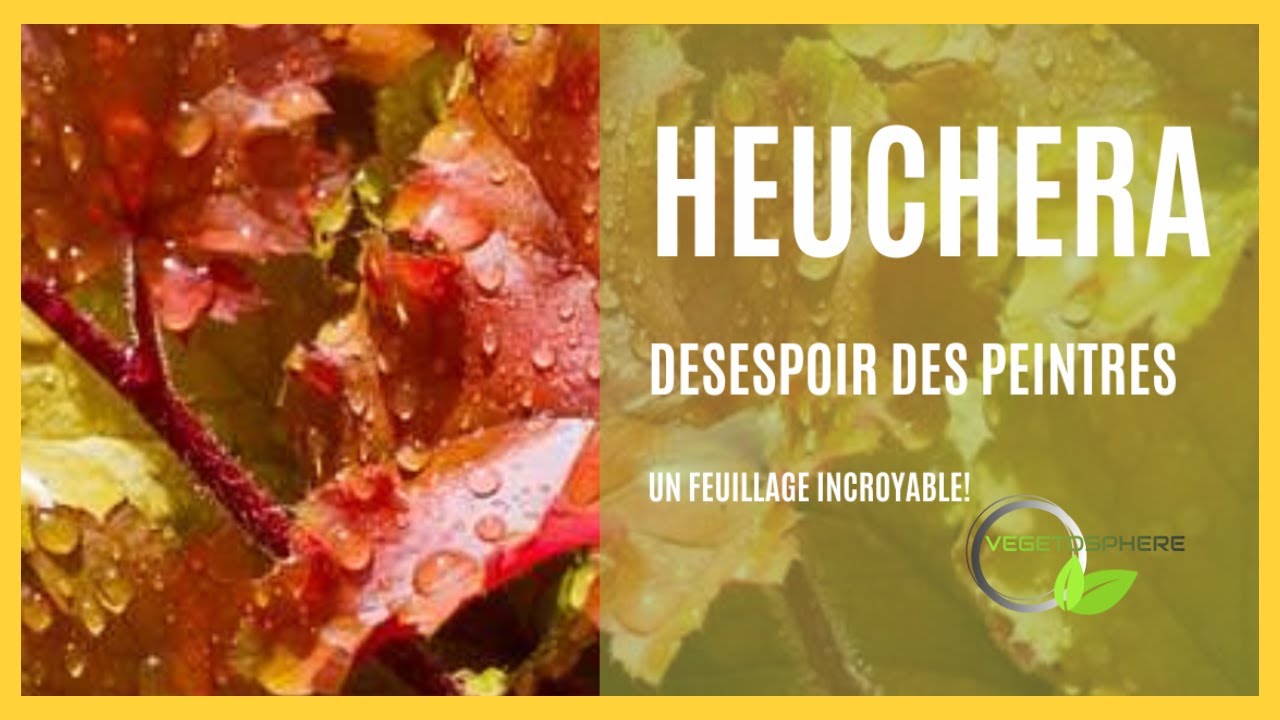 Heuchera, désespoir des peintres : une vivace pétrie de qualité #vegetosphere #heuchera #vivaces