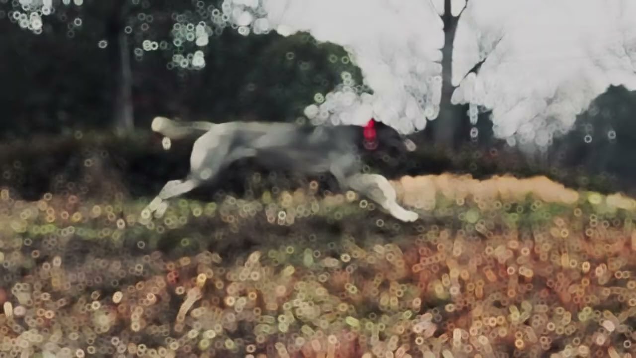 Grey wolf comes down#dog #hound #native #largedog #china #khitanhound#guarddog 