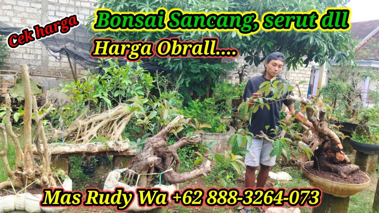 Cek harga bonsai serut dll koleksi Mas Rudi WA +62 888-3264-073
