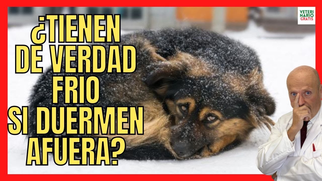 ¿LOS PERROS TIENEN FRÍO SI DUERMEN AFUERA? ☃️ PASAN FRÍO EN INVIERNO