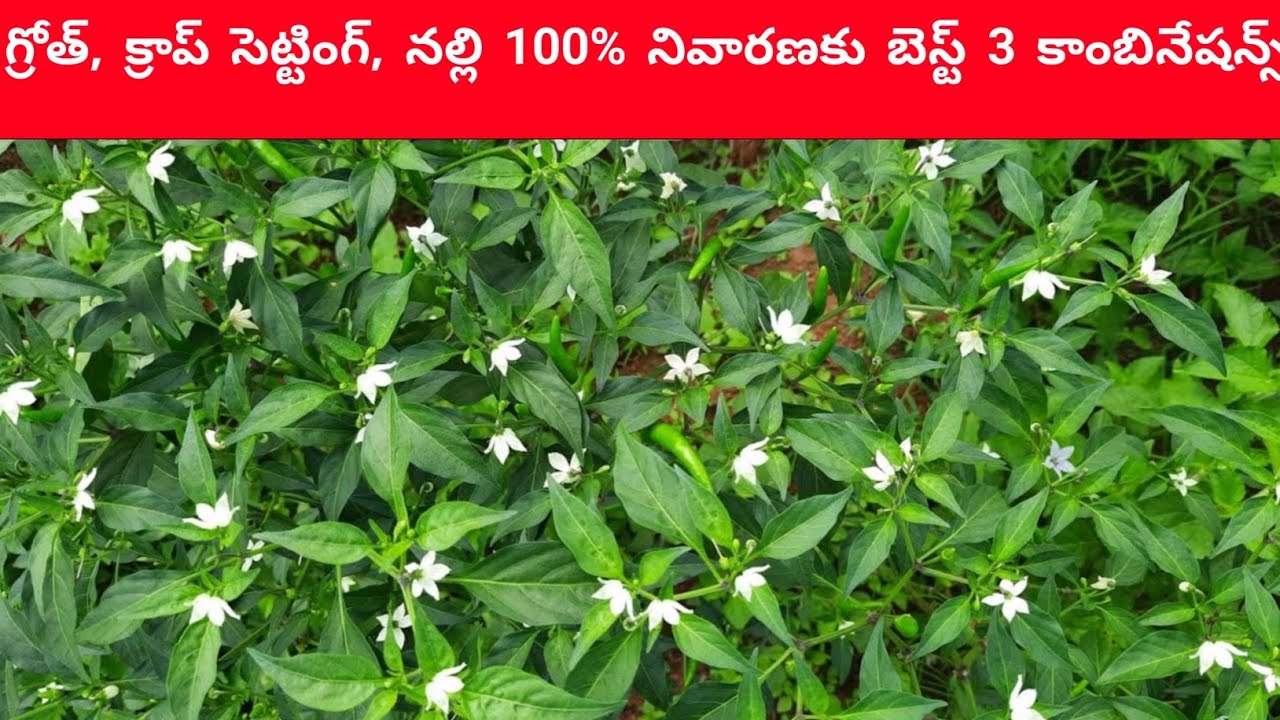 మిరపలో సెకండ్ స్టెప్, గ్రోత్, క్రాప్ సెట్టింగ్, నల్లి 100% నివారణకు బెస్ట్ 3 కాంబినేషన్స్@glsfarming