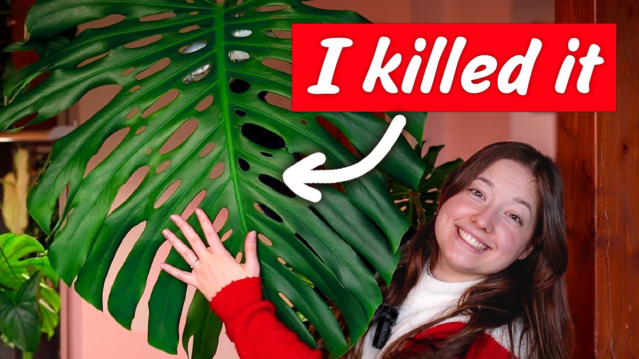 The Full Story of my 11+ year old Monstera Deliciosa Large Form