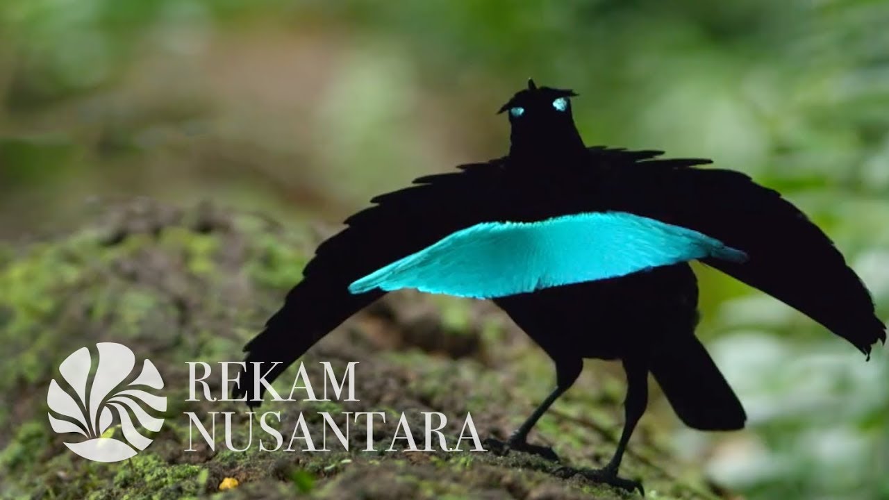 Mukjizat Burung Surga | The Miracles of The Birds of Paradise