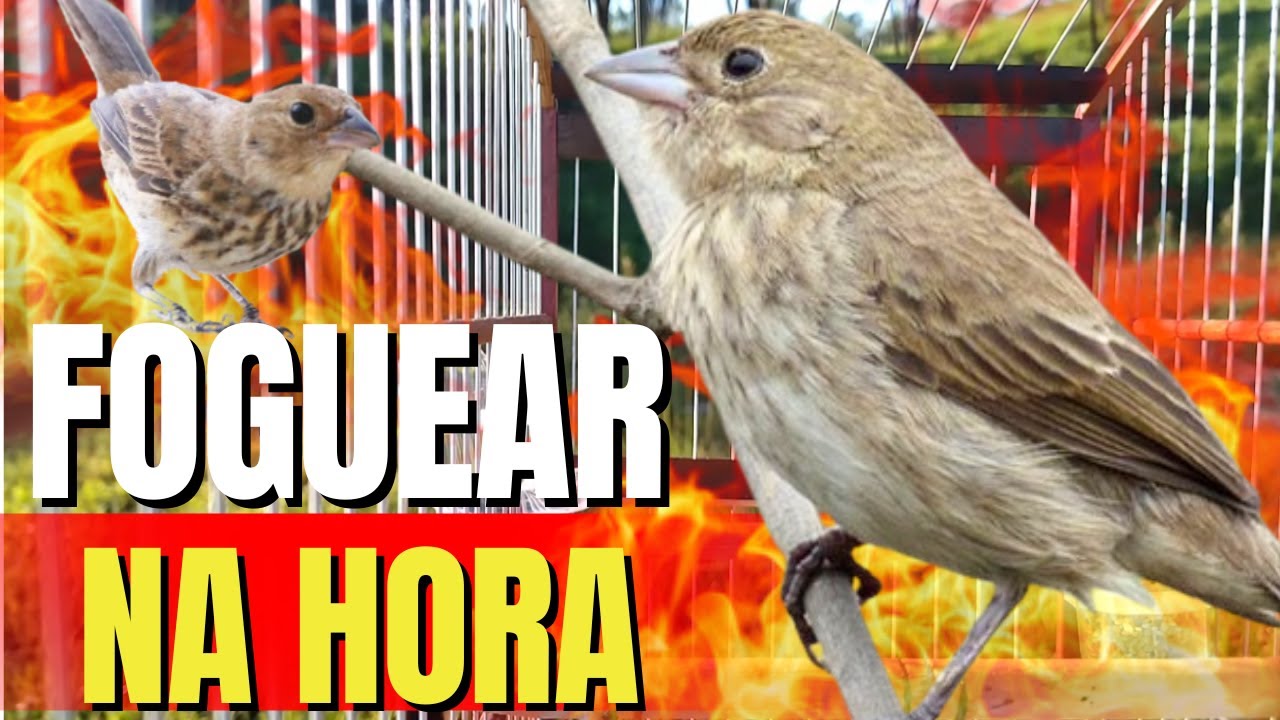 Piado de fêmea de tiziu fit Para Esquentar tiziu