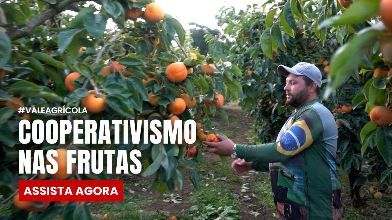A Maior Safra de Caqui da História: Veja Como Eles Conseguiram!