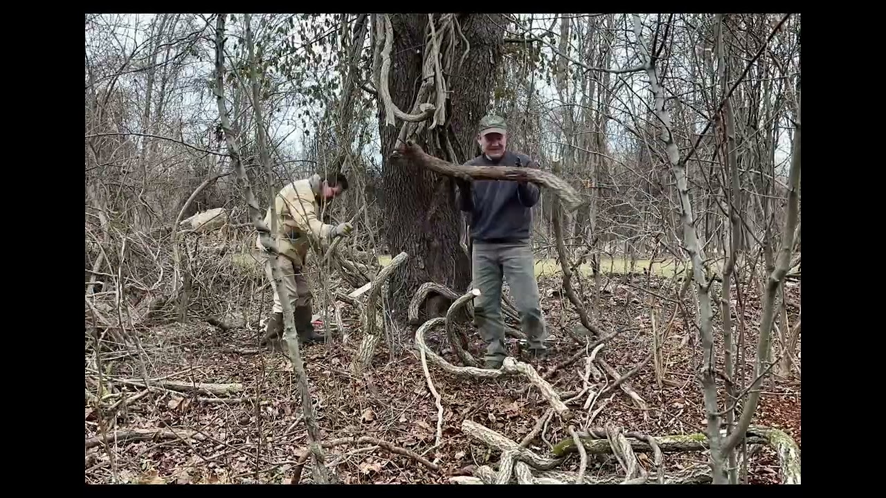 Free the Trees Workday