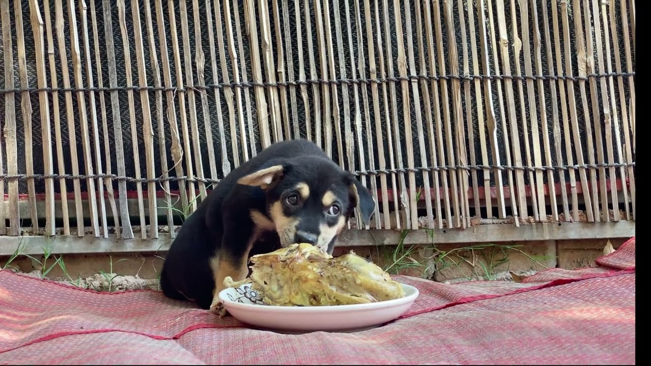 Lucky Eating Yummy Chicken! 😍🍗 Rottweiler Puppy Happy Meal Day
