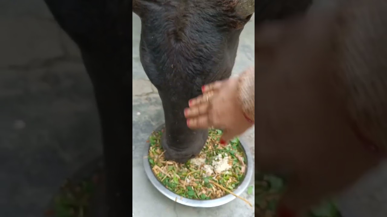 Makar Sankranti pe Gaugrass Dene ka Vishesh Phal Prapt Karen