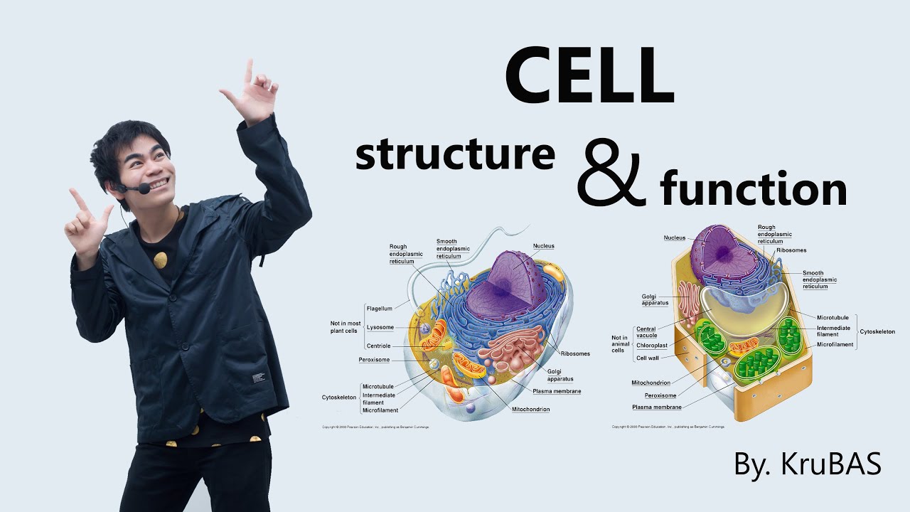 ชีววิทยาครูบาส เรื่อง cell structure and function #part1 plasma membrane and nucleus