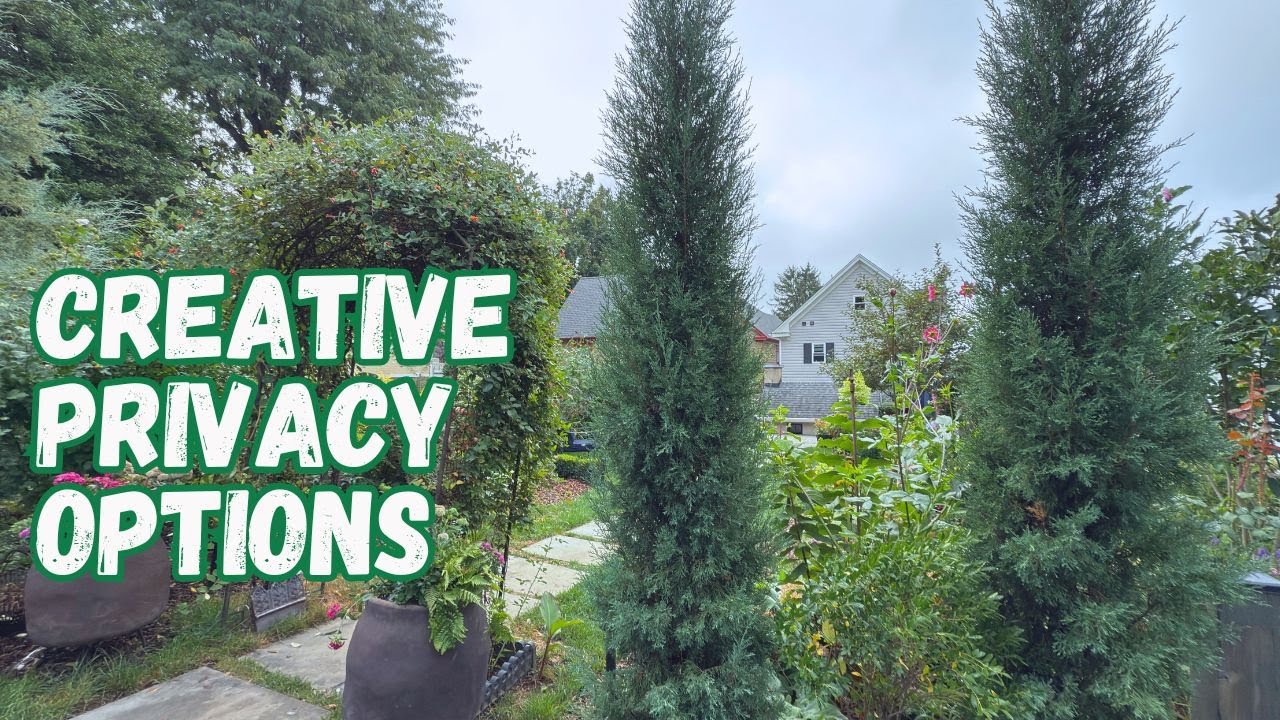 How to Add Height, Privacy & Beauty to Your Garden | Zone 7B