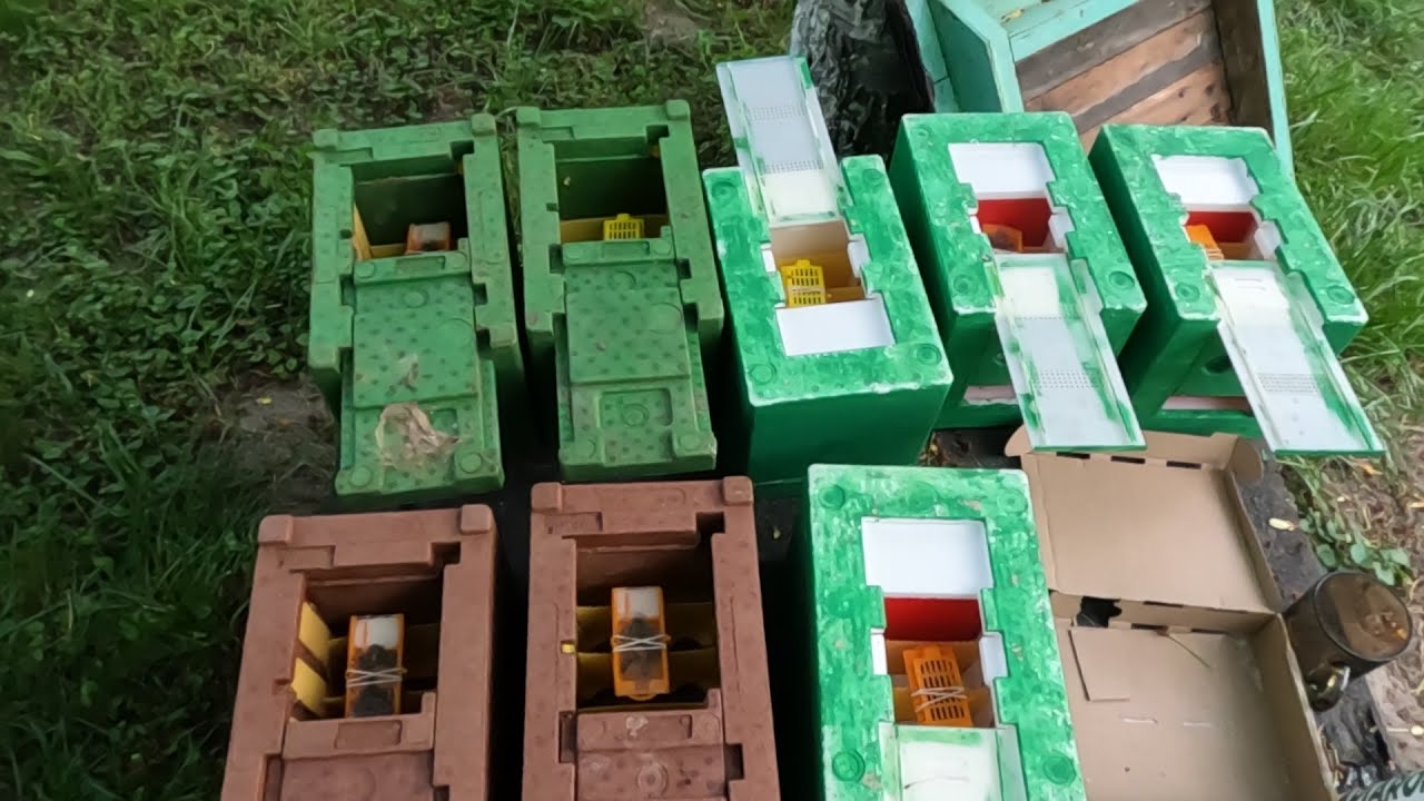Zasiedlam uliki weselne i podaję matki, 3 dzień miodobrania