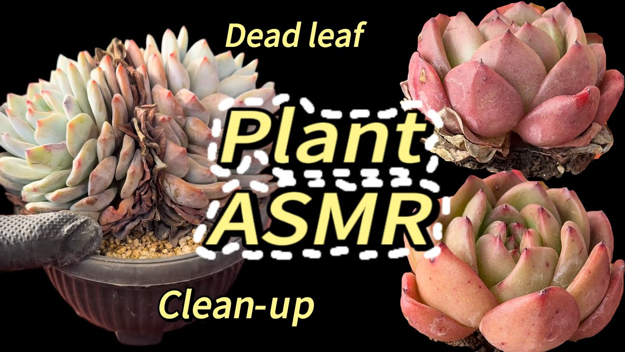Plant ASMR | Dead leaf clean-up | Relaxing