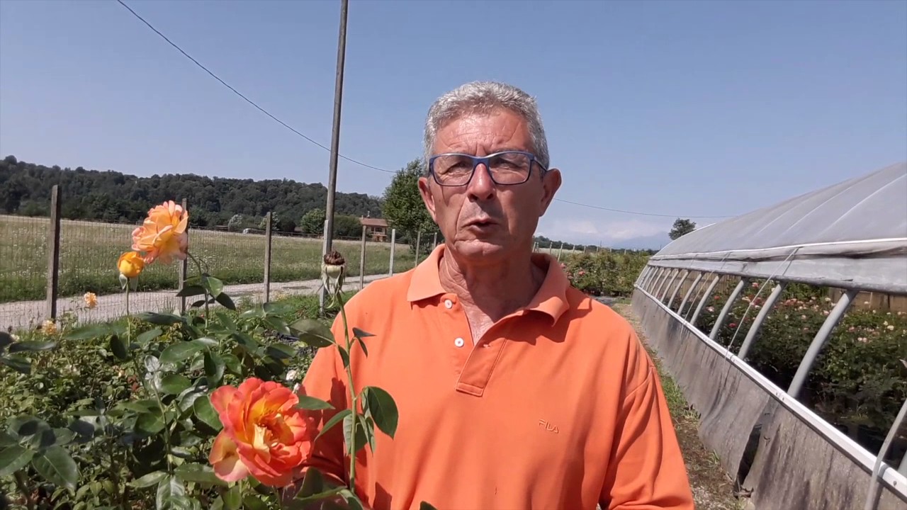 I consigli di un esperto su come combattere le malattie delle rose