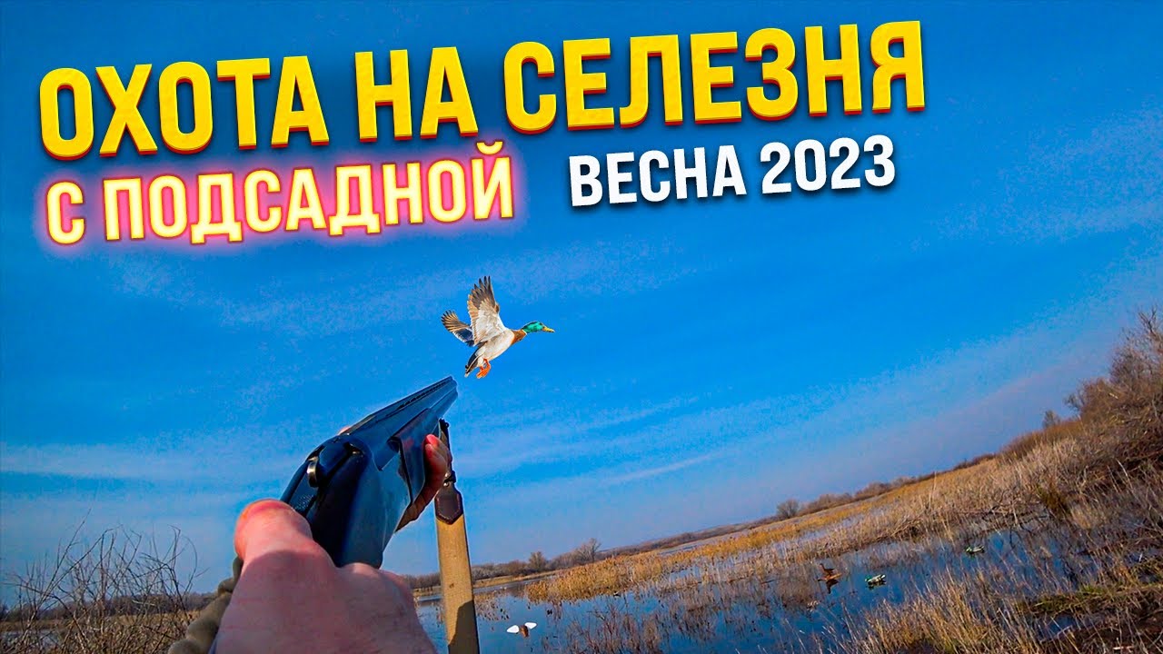 ОХОТА НА СЕЛЕЗНЯ с ПОДСАДНОЙ. Весна 2023.Открытие сезона! #охотанаселезня #охотасподсадной