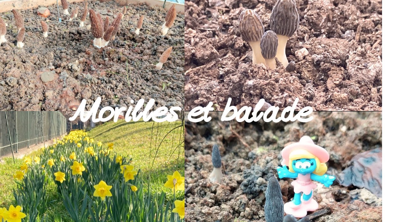 Morilles qui scintilles 🤩( cultures de morilles )