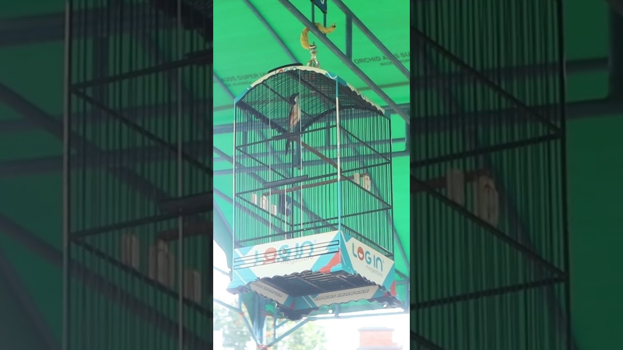 Pentet Ya Allah Gusti 8 Feb2026