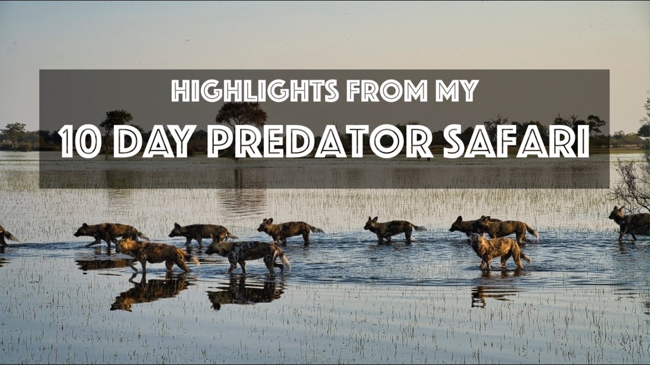 Highlights from my Southern Africa Predator Safari 4K