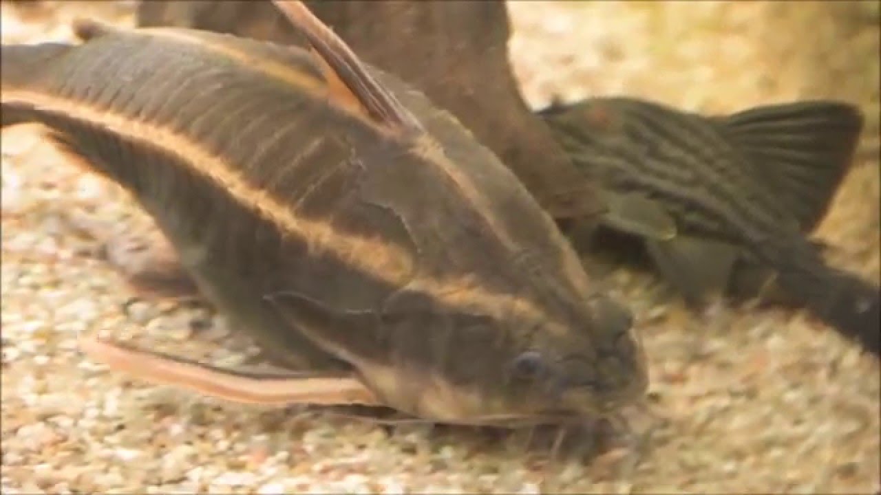 Striped Raphael catfish (Platydoras armatulus), Liniendornwels 20cm!