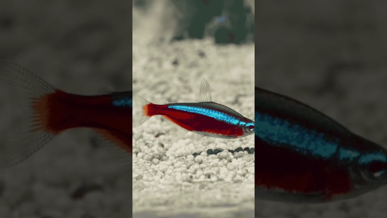 Tudo sobre o Tetra Neon