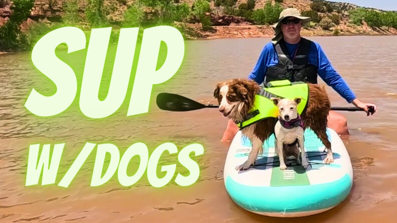 Dog Adventures with the All-Round Inflatable SUP by Beyond Marina
