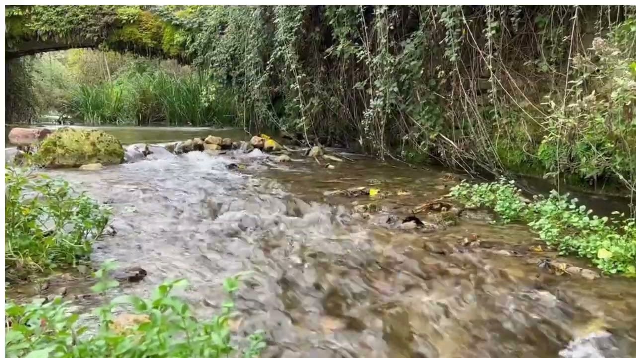 Podcast Gestión ambiental - Humedal planeta