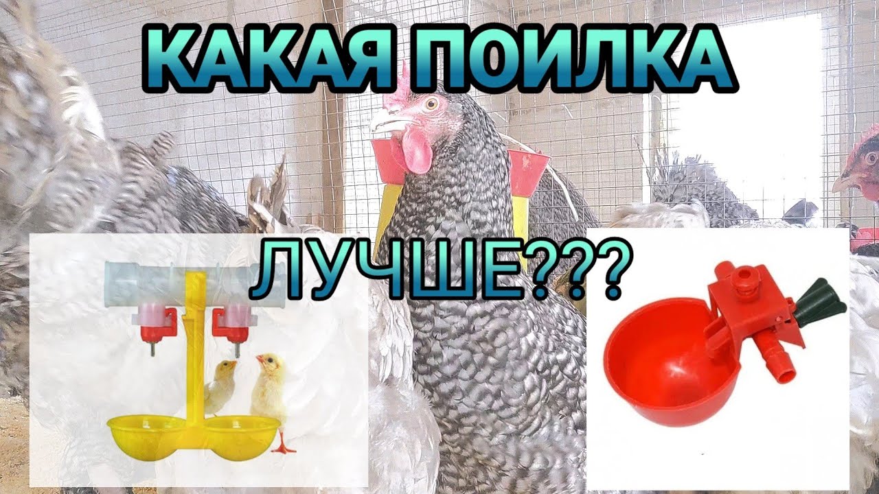 КАКУЮ поилку выбрать??? Что ЛУЧШЕ для кур?