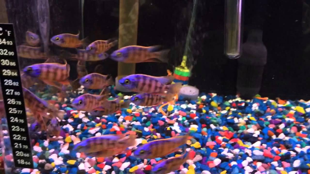 Taiwan Reef Cichlid - Protomelas sp. 'Steveni Taiwan'