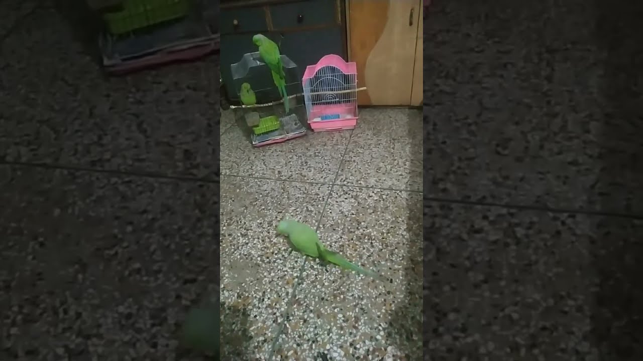 Kuku Kajal Kanak  is live