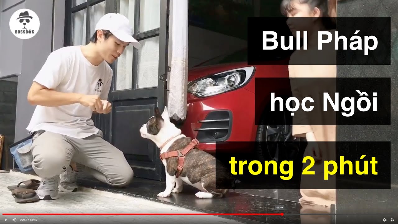 Cách huấn luyện chó cơ bản BossDog | Dạy Bull Pháp ngồi nhanh trong 2 phút | French Bulldog training
