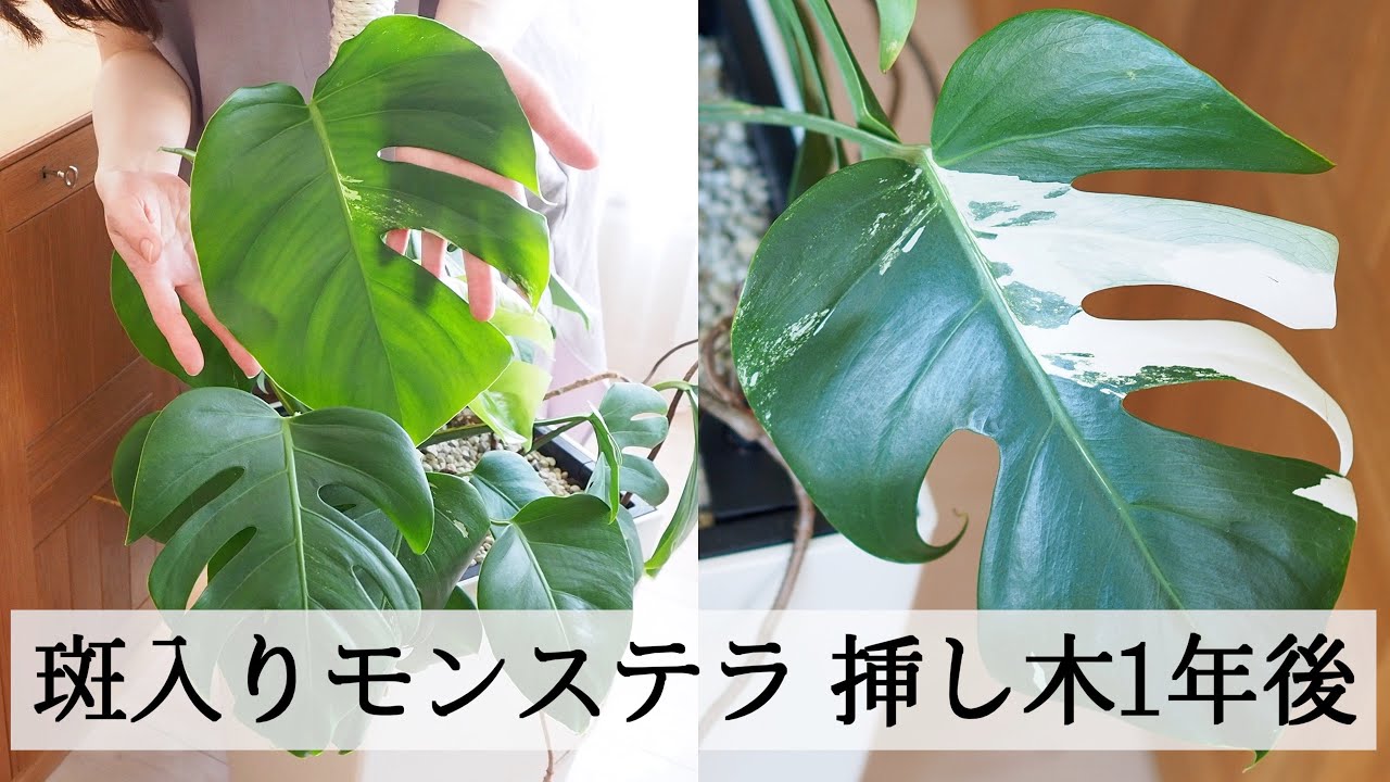【斑入りモンステラ】挿し木から1年後・育て方・散り斑のモンステラ購入