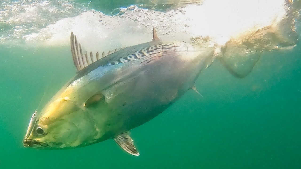 Elizabeth Islands Albie Fishing | S19 E6