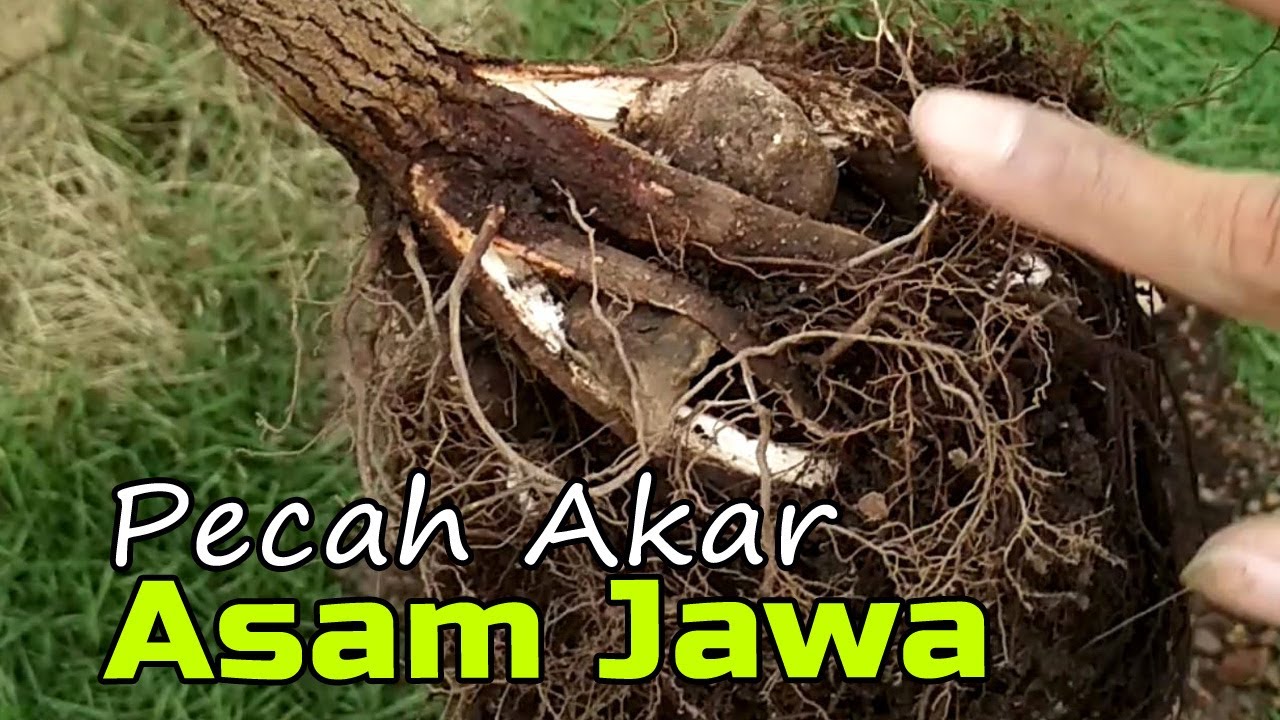 Paling AMAN !!! Cara Program Belah Akar Bahan Bonsai Asam Jawa (Tamarind Bonsai Root Program)