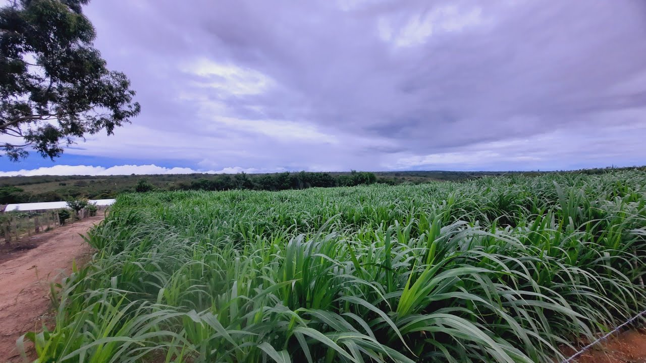 Irrigação com microaspersor realmente funciona para capiaçu BRS 
