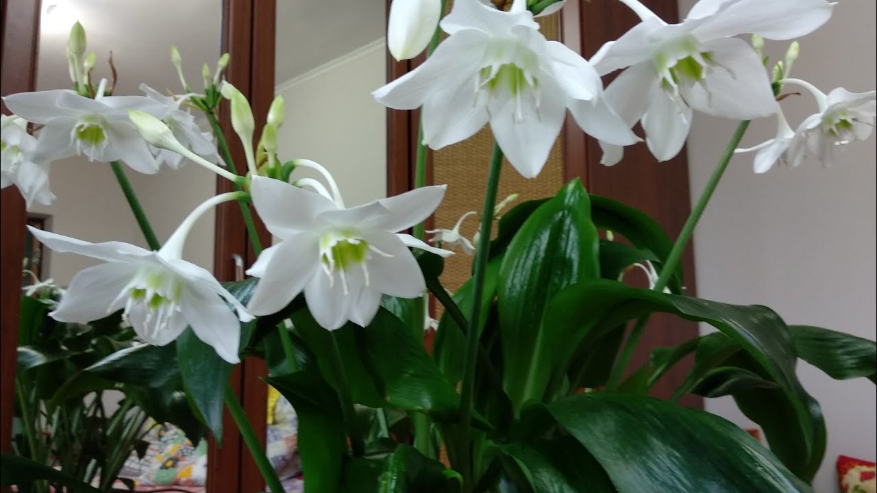 Эухарис (eucharis amazonica) суперцветение и особенности ухода