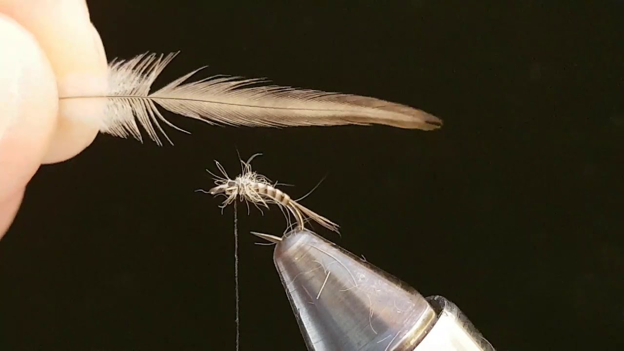 Baetis Nymph di Loris Zecchinello #ACASACONILGATTO