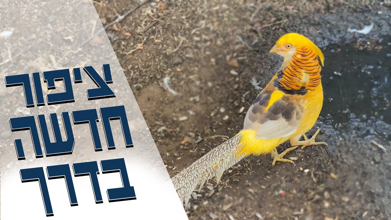 סוג של ציפורי נוי חדש הולך להגיע אלינו לחצר