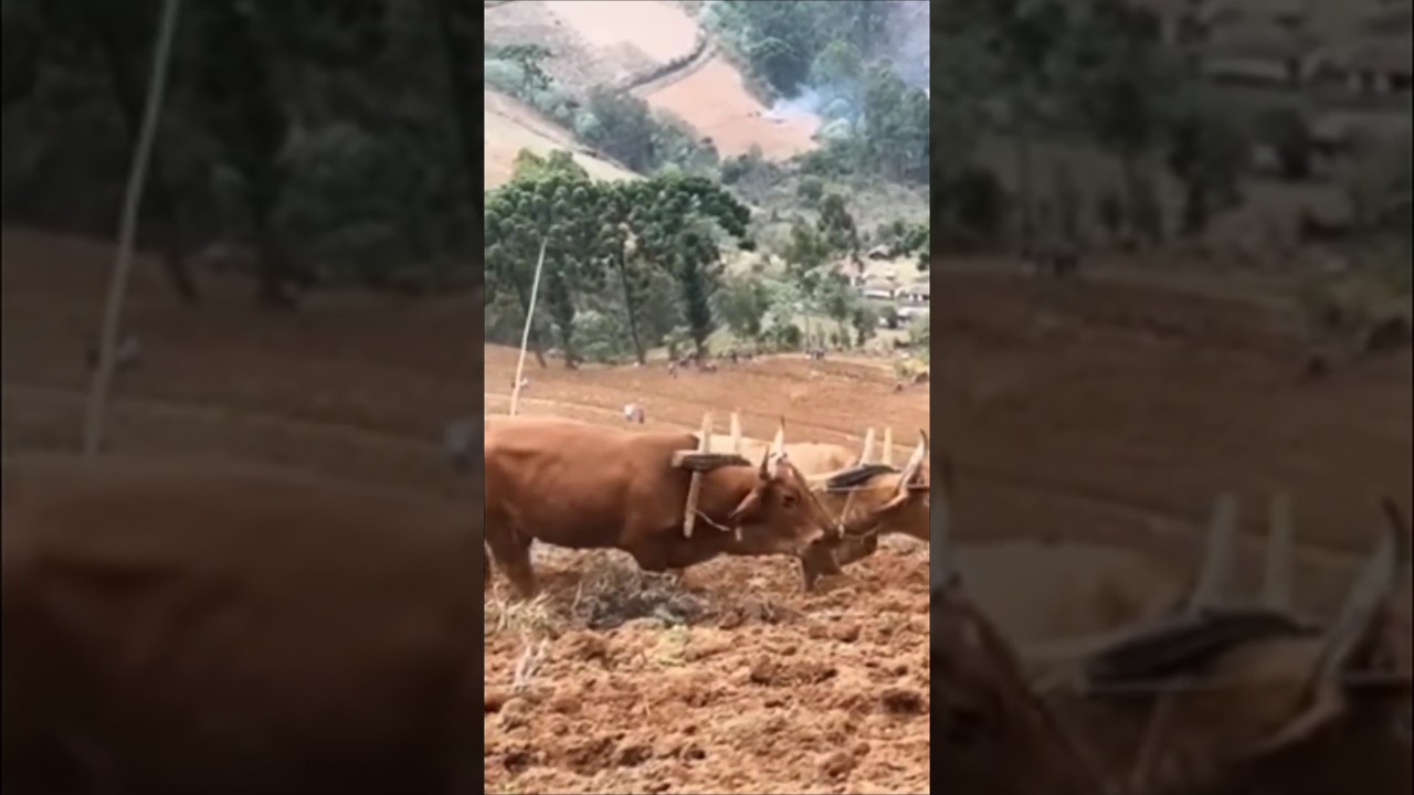Junta de Bois Arando a Terra: A Tradi&ccedil;&atilde;o Viva da Canga no Campo! 🐂🌾