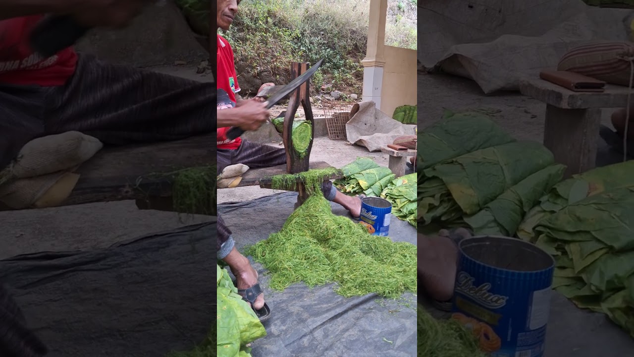 Teknik memotong atau merajang daun tembakau. Babakansari Majalengka. #asmr #tembakau #satisfying
