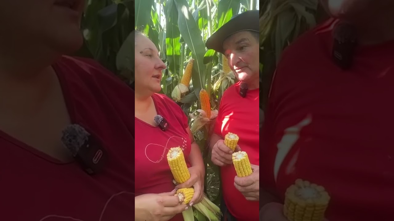 Skąd kupujemy nasiona kukurydzy? #agro #agriculture