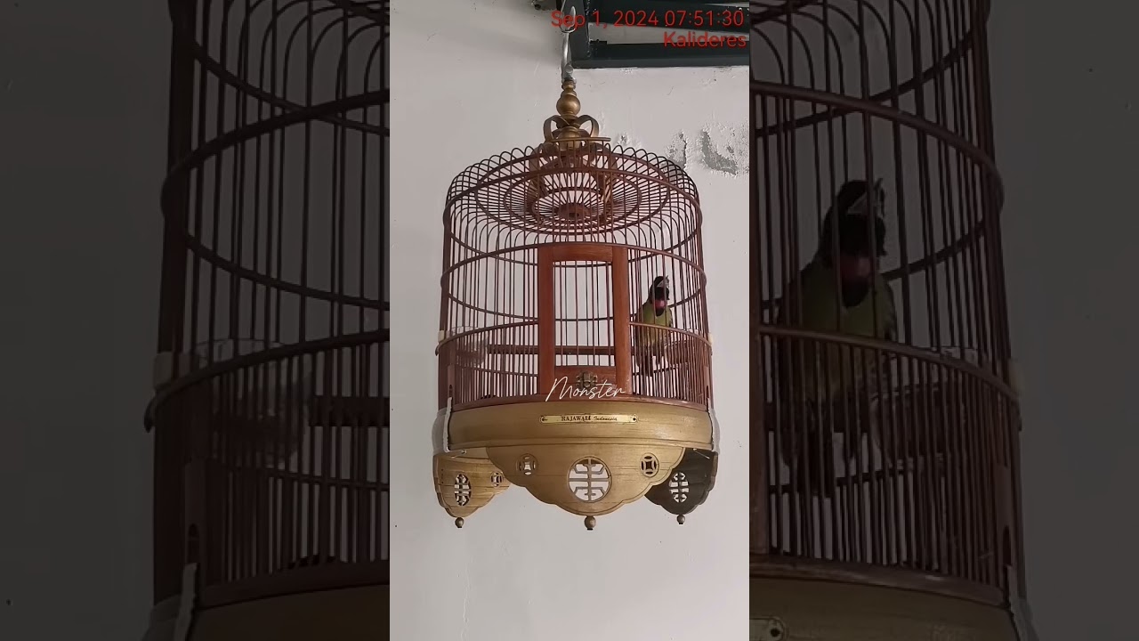 Bikin semua samyong langsung nyaut dan berkicau...